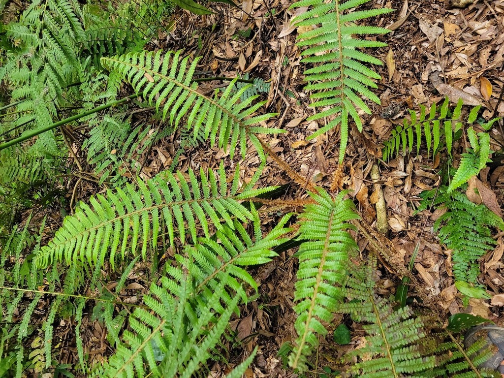 Polystichum parvipinnulum