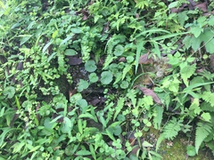 Hydrocotyle leucocephala