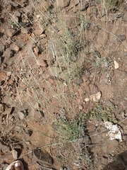 Schmidtia pappophoroides