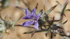 Eriastrum eremicum eremicum