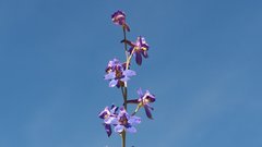 Delphinium parishii subglobosum