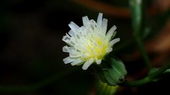 Malacothrix stebbinsii