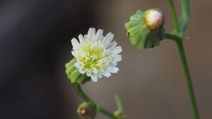 Malacothrix stebbinsii