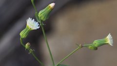 Malacothrix stebbinsii
