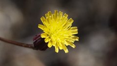Malacothrix clevelandii