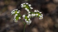 Cryptantha utahensis