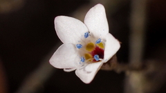 Saltugilia australis