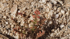 Saltugilia australis