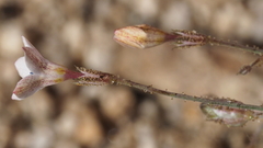 Saltugilia australis