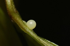 Graphium sarpedon connectens