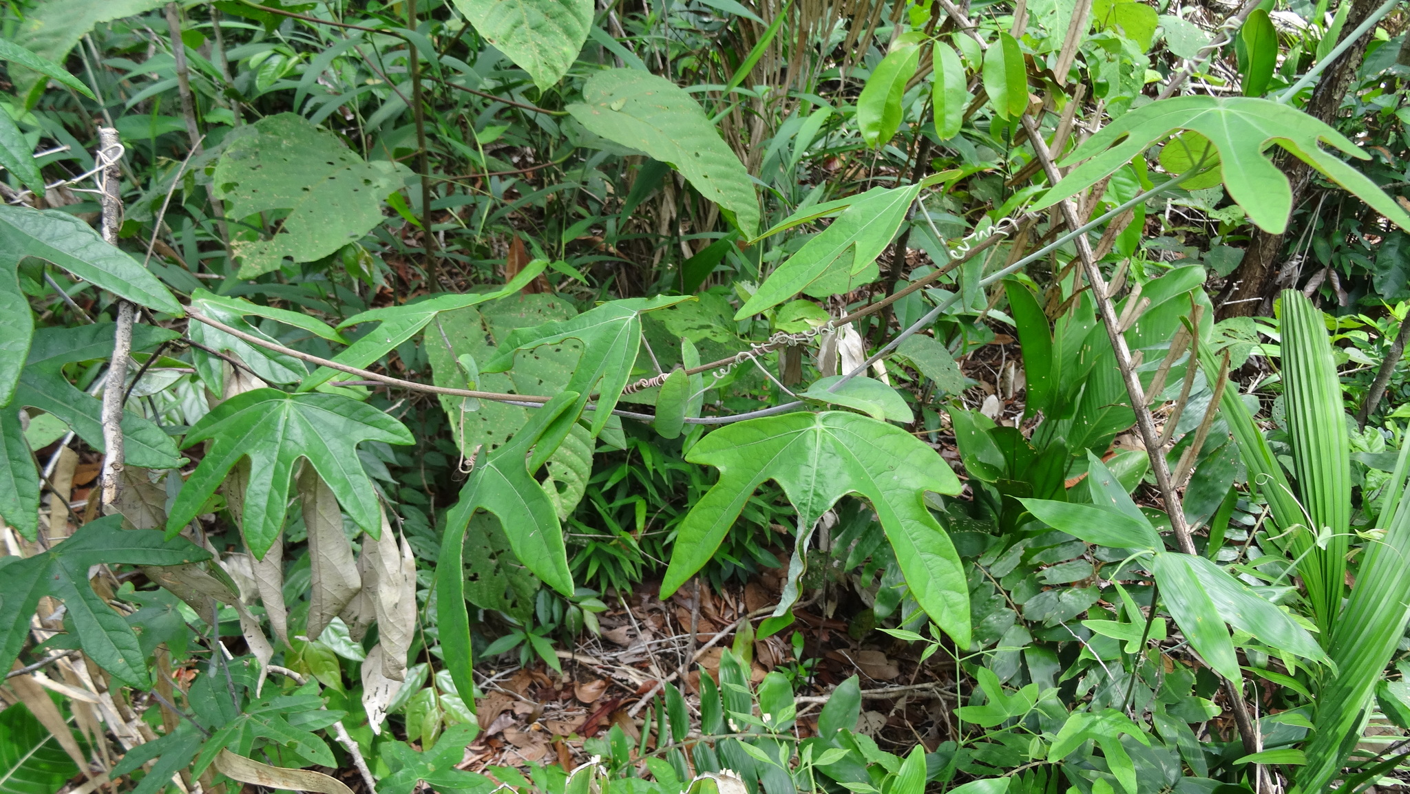 Passiflora garckei