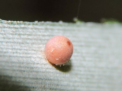 Dynastor darius stygianus