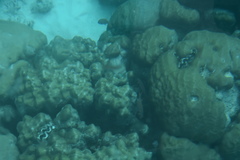 Tridacna maxima