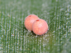 Dynastor darius stygianus