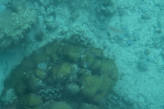 Tridacna maxima