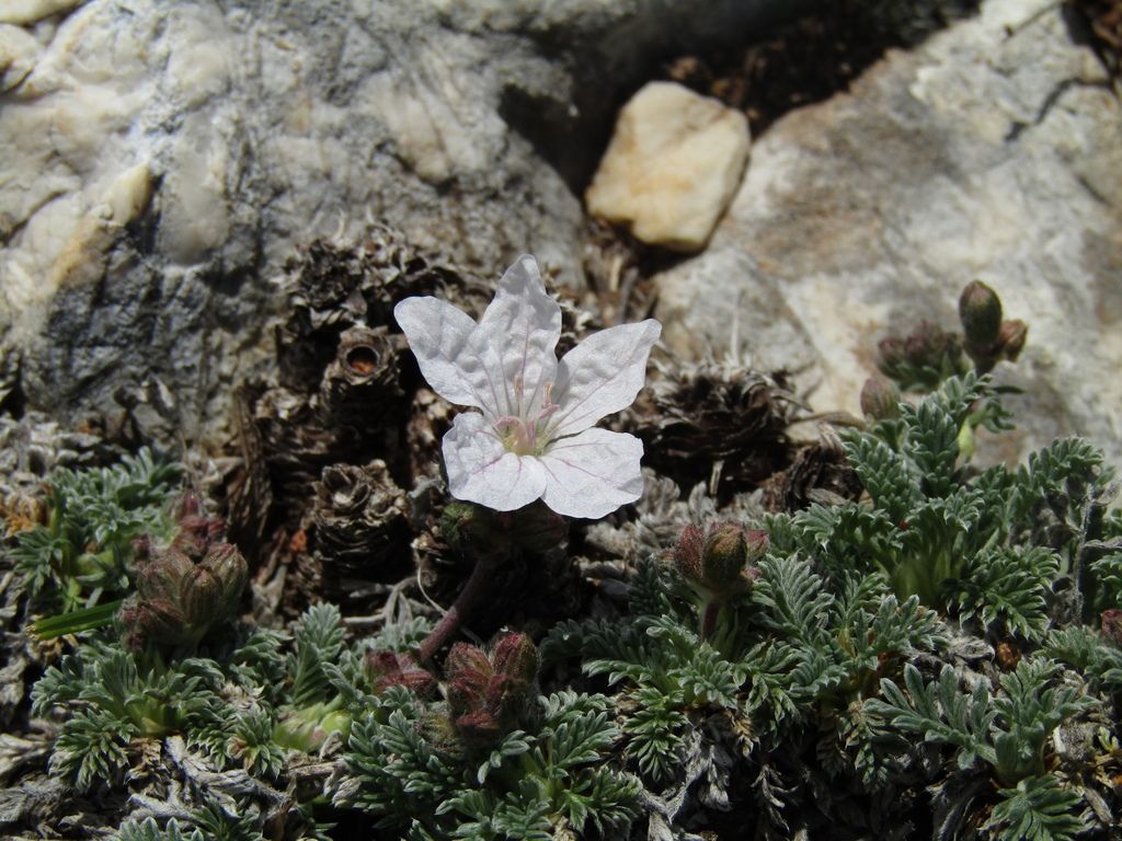Erodium sibthorpianum