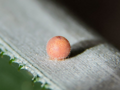 Dynastor darius stygianus