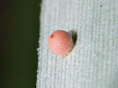 Dynastor darius stygianus