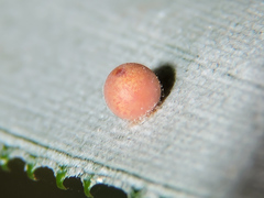 Dynastor darius stygianus