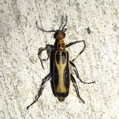 Pyrota sinuata