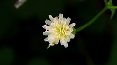 Malacothrix stebbinsii