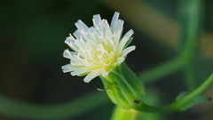 Malacothrix stebbinsii