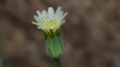 Malacothrix stebbinsii