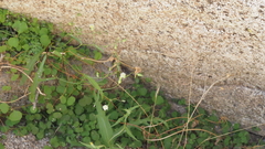 Malacothrix stebbinsii