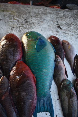 Parrotfish