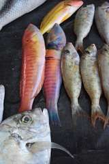 Hologymnosus doliatus