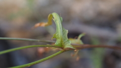 Malacothrix stebbinsii