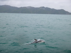 Sagmatias obscurus