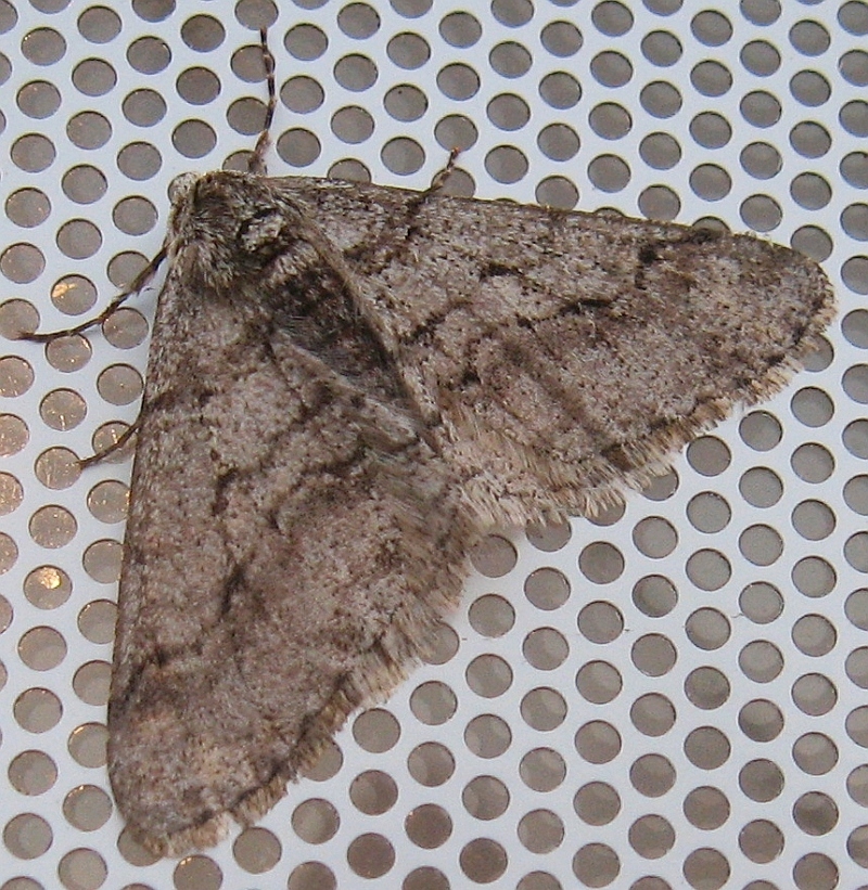 Half-wing Moth from Tweed, ON, Canada on April 13, 2023 at 06:34 AM by ...