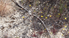 Malacothrix clevelandii