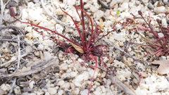 Malacothrix clevelandii