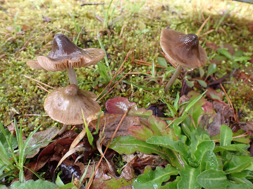 Entoloma conferendum