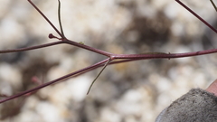 Malacothrix clevelandii