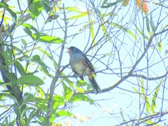 Microspingus cabanisi