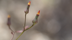 Malacothrix clevelandii