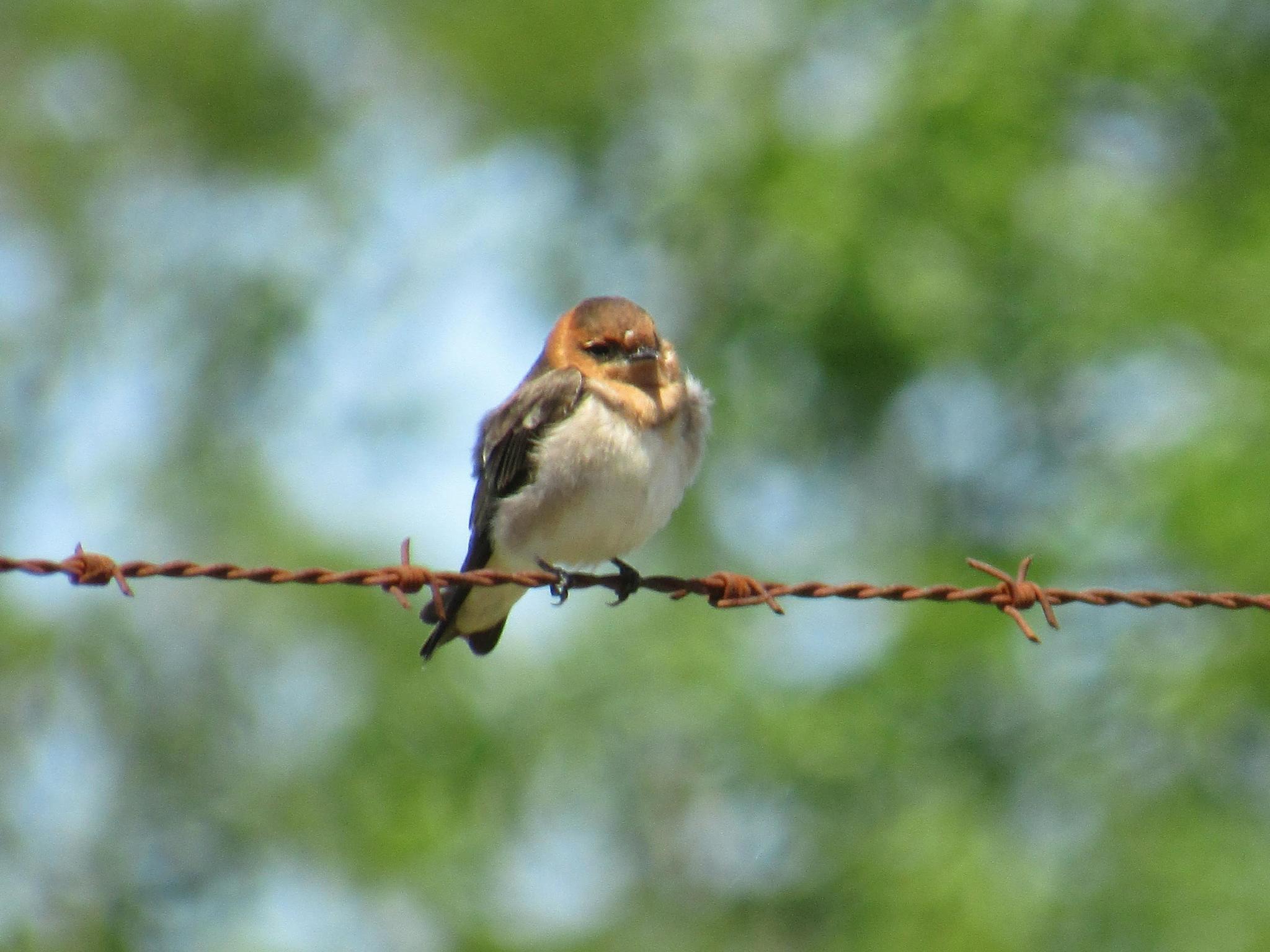 Tawny-headed Swallow illustration