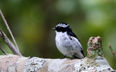 Ficedula westermanni