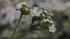 Cryptantha utahensis