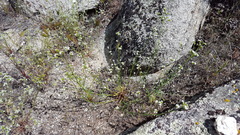 Cryptantha utahensis