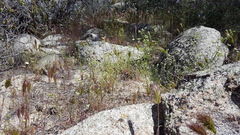 Cryptantha utahensis