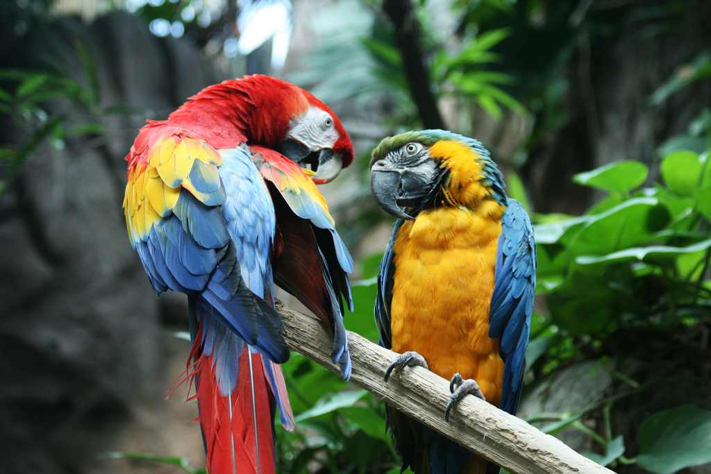 Typical Macaws (Ara) - Avian Discovery