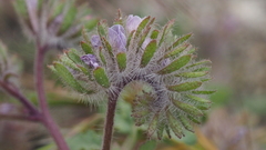 Phacelia cryptantha