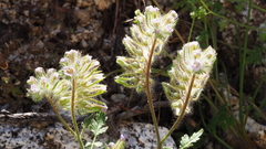 Phacelia cryptantha