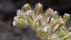 Phacelia cryptantha