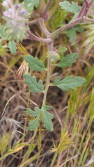 Phacelia cryptantha