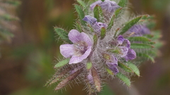 Phacelia cryptantha